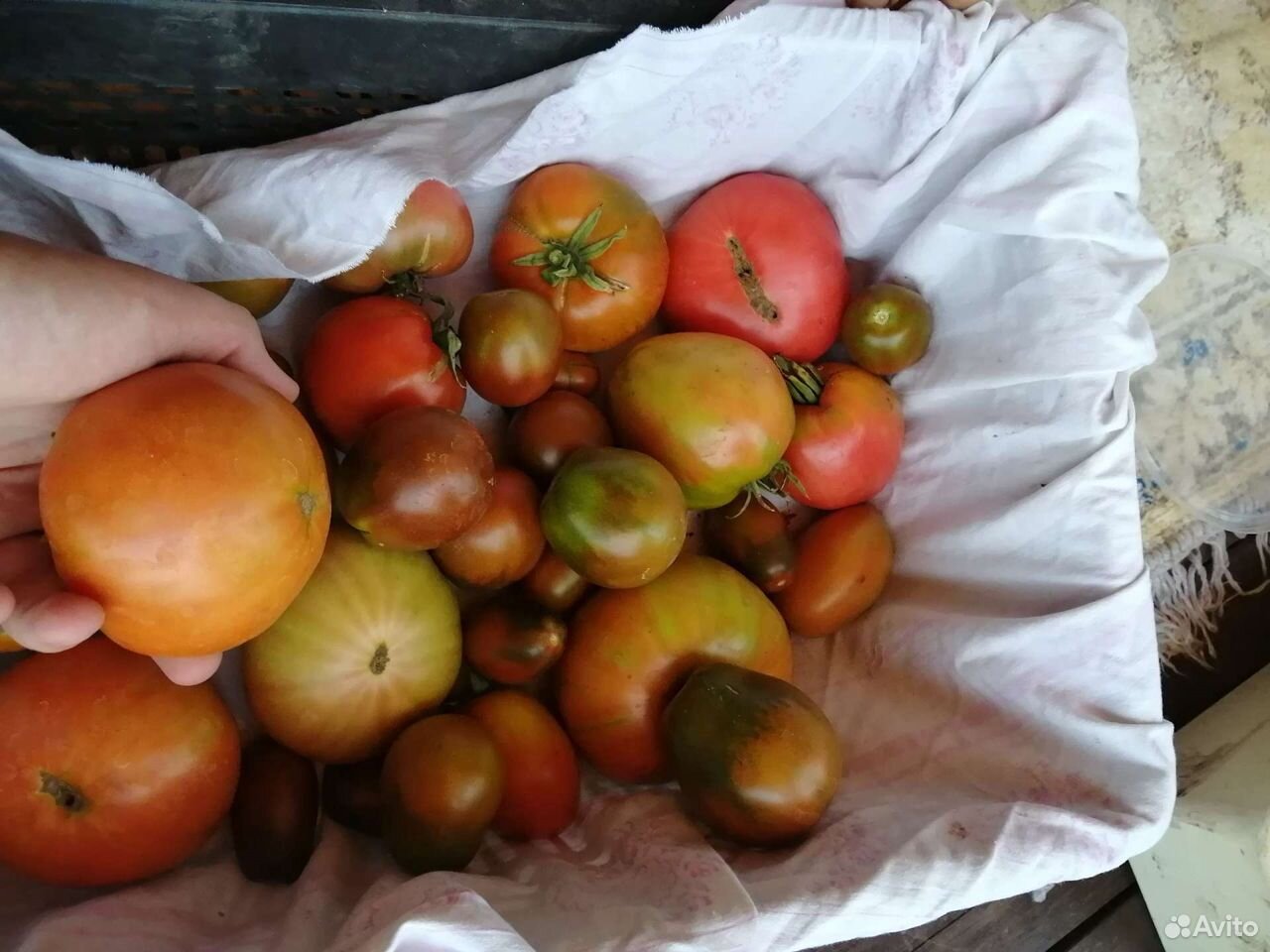 Первые помидоры купить на Зозу.ру - фотография № 2
