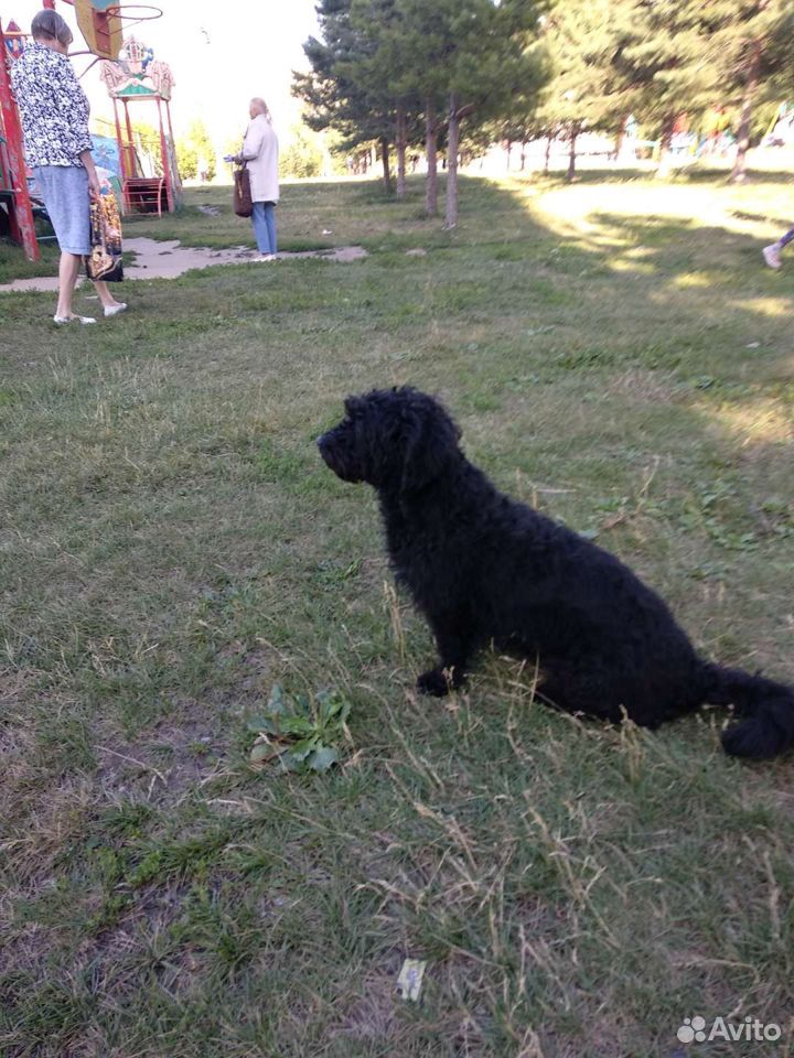 Собака Потеряшка купить на Зозу.ру - фотография № 2