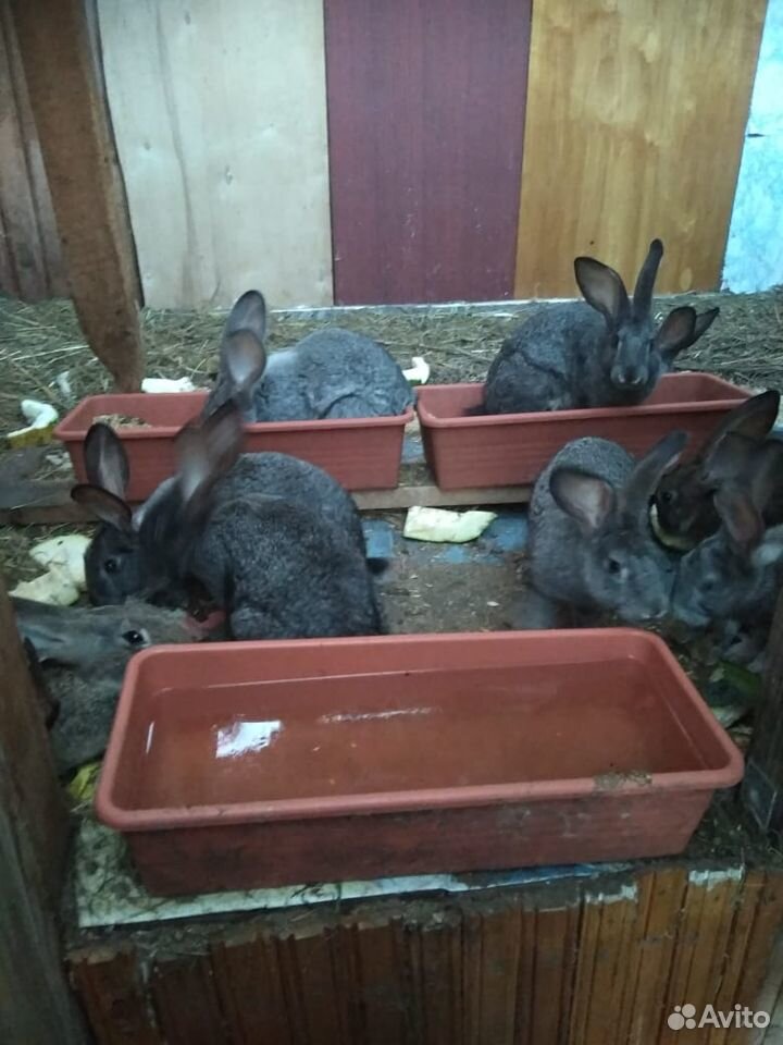 Кролики домашние купить на Зозу.ру - фотография № 4