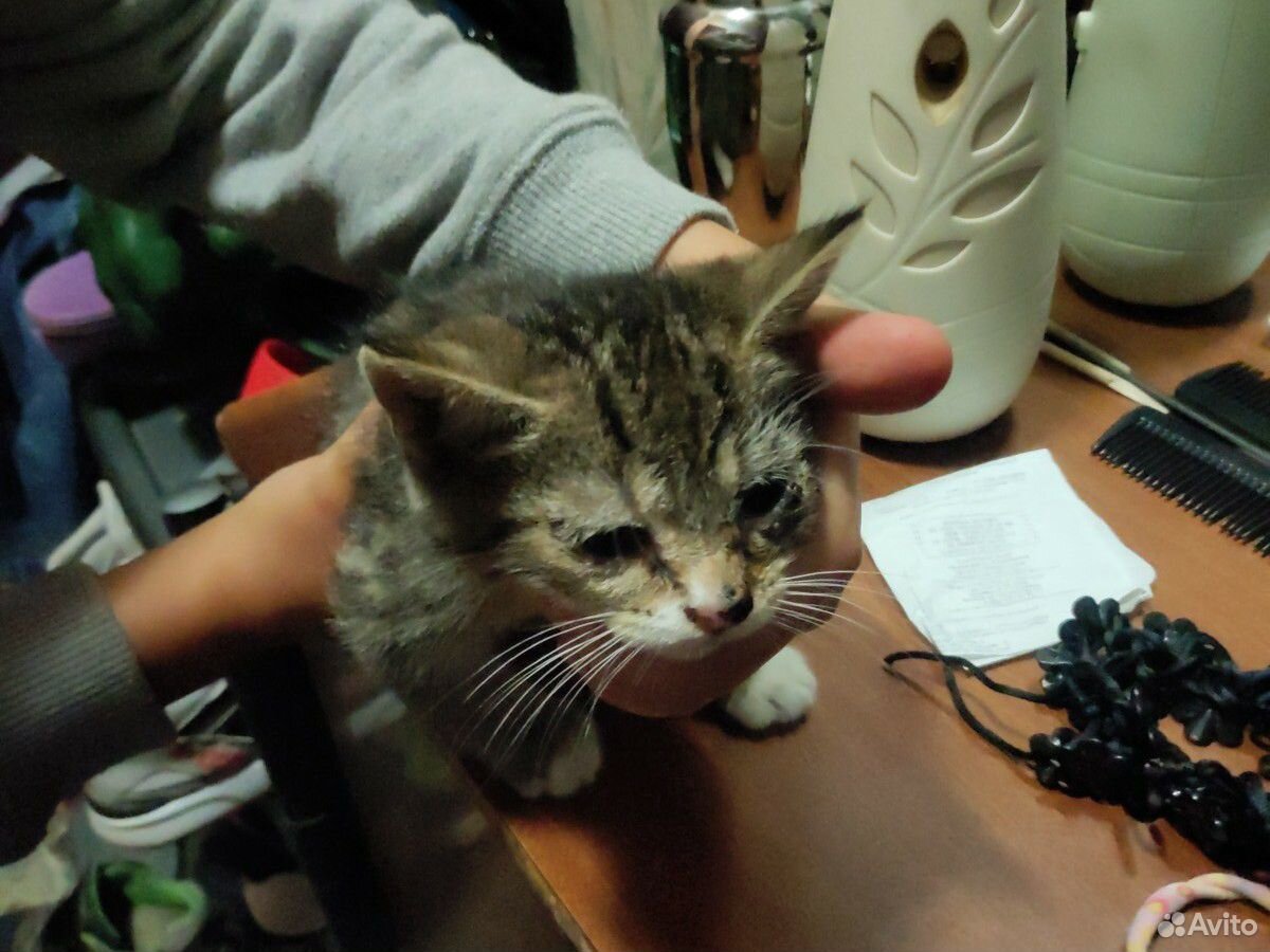 Кошка котёнок отдам в добрые руки купить на Зозу.ру - фотография № 2