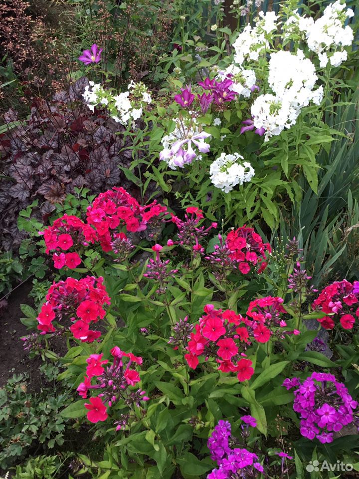 Флоксы цветы растения для сада купить на Зозу.ру - фотография № 2