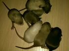 Крысята дамбо гладкие объявление продам