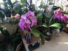 Орхидея-фаленопсис объявление продам
