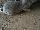 Кролики порода Флаундер объявление продам