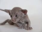 Ориентальные котята - лиловые, шоколадные, голубые объявление продам