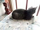 Котёнок чёрный дымчатый объявление продам