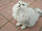 Котята персидской шиншилы объявление продам