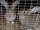 Кролики 5мес объявление продам