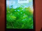 Аквариумные креветки и растения в аквариум объявление продам