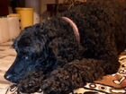 Собака найдена чёрный пудель с ошейником объявление продам