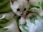 Тайские (сиамские) котята объявление продам