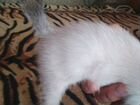 Кошечка меконгский бобтейл объявление продам