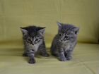Британские короткошестные котята объявление продам