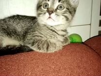 авито карасук купить дом в карасуке. дачи в карасуке. дачи в карасуке. авито карасук животные. авито карасук животные.