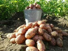 Картофель свежий. Урожай 2020