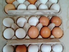 Куриные яйца и гусиные инкубационные яйца