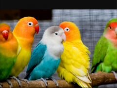 Попугаи разные,синие,зеленые,красные