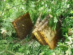Пчелы, пчелосемьи, отводки и рои