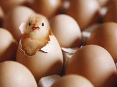 Инкубационное яйцо - гуси, утки, перепел