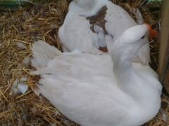Инкубационные яйца гусей и индоуток