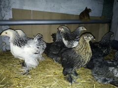 Инкубационное яйцо и цыплята Брама