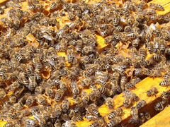 Пчелопакет пчелы карпатка карника