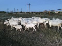 Отличные удойные Зааненские козы, молодые козочки