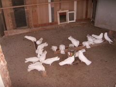 Продаю белых полтавских голубей