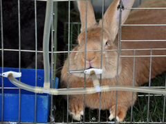 Нипельные поилки для кроликов