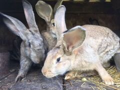Кролики Фландры и Ризены