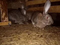 Кролики-фландер