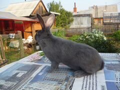Кролики-Метисы