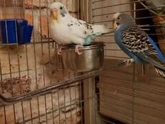 Влюблённая пара волнистых попугаев