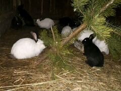 Самки с крольчатами 13шт