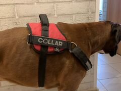 Шлейка для собак collar