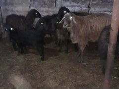 Продаю овец порода эдильбаевский