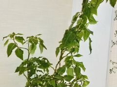 Пуантенсия комнатное растение