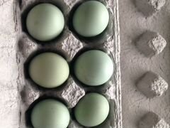 Инкубационное яйцо кур породы Араукана