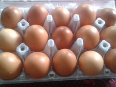 Домашние куриные яйца доставка бесплатно