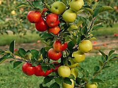 Саженцы плодово-ягодных культур из питомника