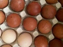 Яйца инкубационные (маран ч/м; мини-мясные палевые