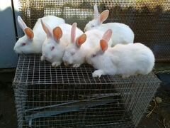 Кролики породы белый паннон,советская шиншила