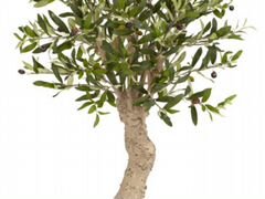Оливковое дерево, клематис, мята, розмарин