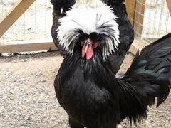 Голландская чёрная белохохлая порода кур
