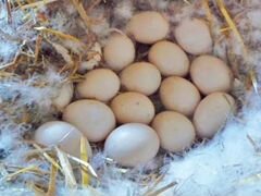 Яйца индоуток инкубационные