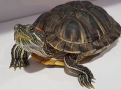 Красноухая черепаха взрослая,размер18*13 см
