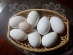 Яйцо перепелов и гусей