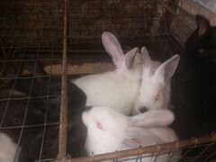 Кролики продам