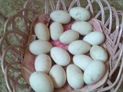 Яйцо инкубационное уток- гусей