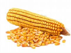 Кукуруза, пшеница